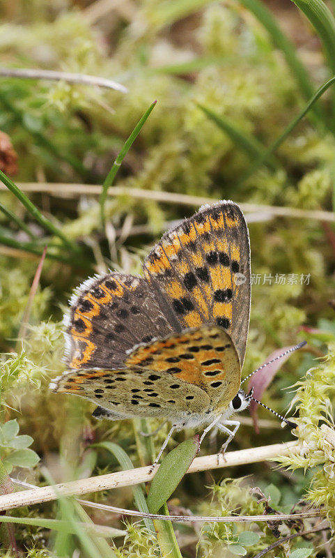 灰铜蝶(Lycaena tityrus)雌性